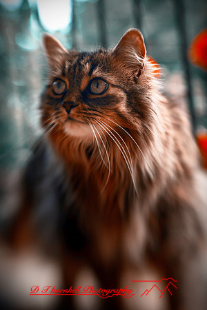 l-m_cats-2011-05-nas
