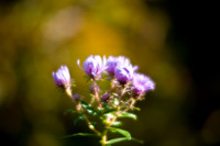 shiawassee_september_2007-08