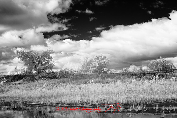 tawas-state-park-infrared-2008_039.jpg