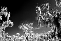 florida-2008-nature-infrared_13.jpg