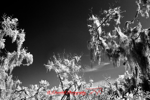 florida-2008-nature-infrared_13.jpg