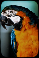 saginaw-zoo-2011-04-nas