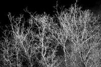 shiawassee_infrared_feb-2008_12