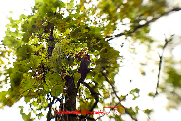 shiawassee-oct-2010_26