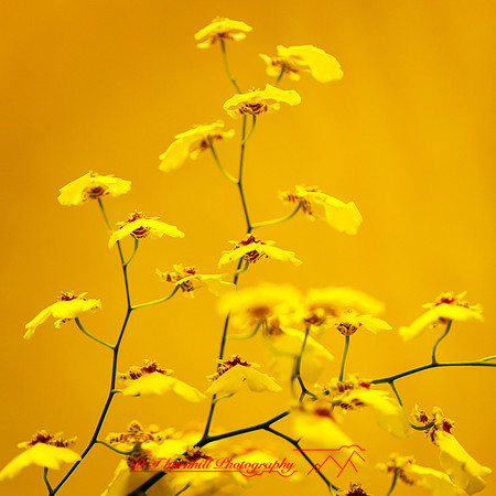 florida-nov-2014-flowers-010