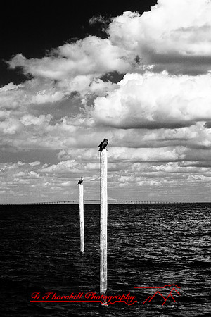 florida-2009-wildlife-infrared_01.jpg