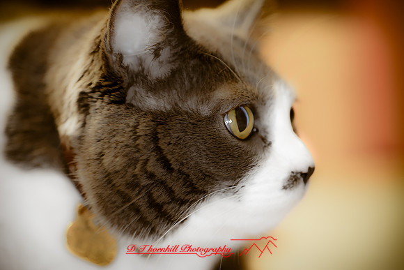 bastet-2011-04-nik