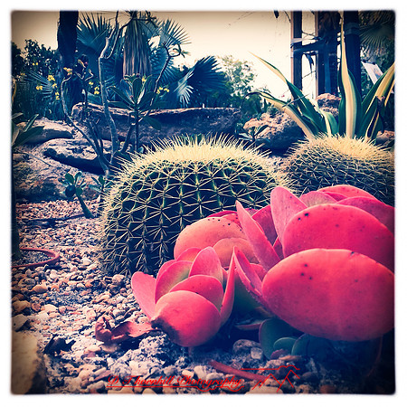 florida-2014-iphone-flowers-037