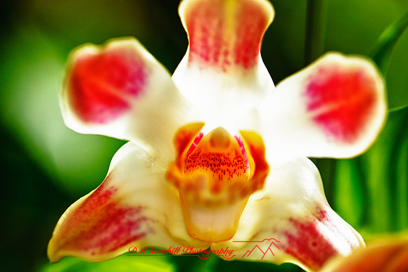 florida-flowers-2011-13_HDR