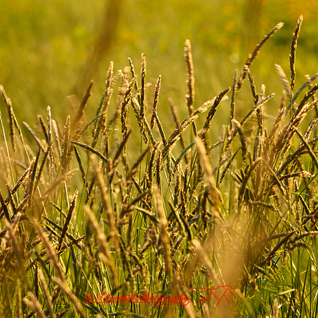shaiawasses-may-2013-21