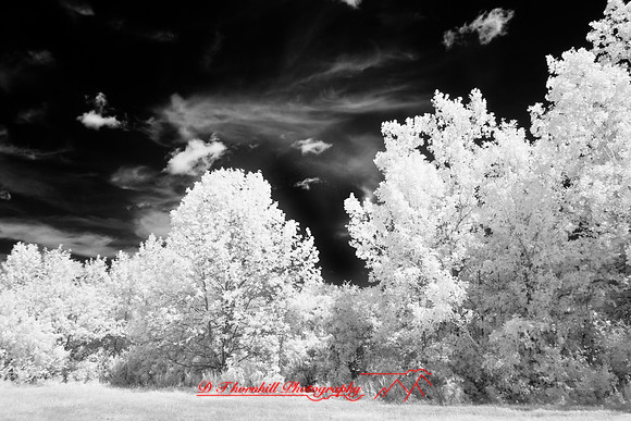 infrared-2008_083