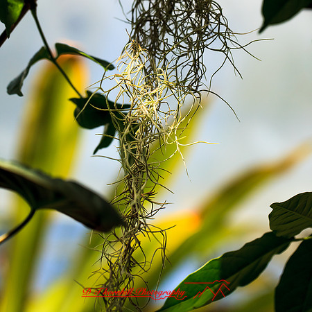 florida-nov-2014-flowers-001