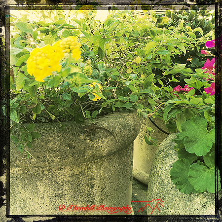florida-2014-iphone-flowers-003
