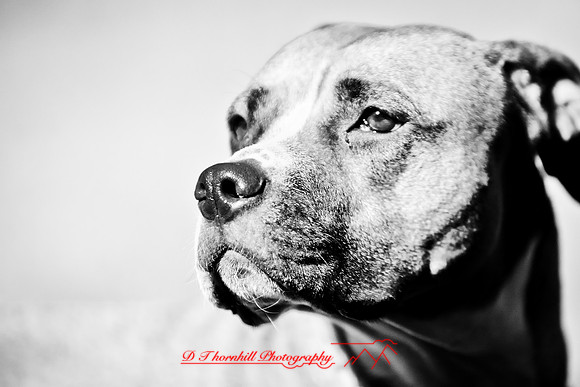 galesburg_il-images-2011-16