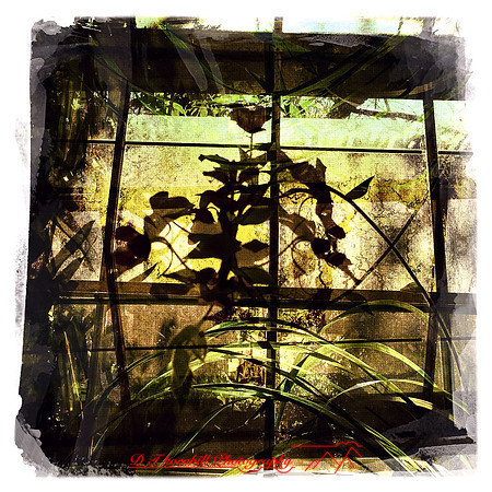 florida-2014-iphone-flowers-012