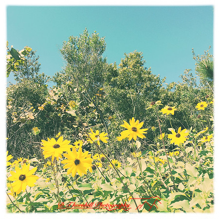 florida-2014-iphone-flowers-043