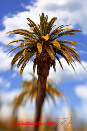 florida-2009-images_16.jpg