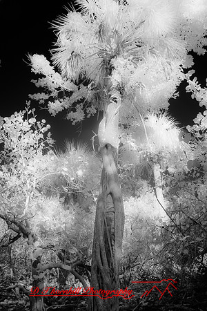 florida-2010-infrared-nature_24