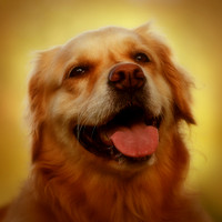bird-puppys-and-people-2013-03-nas