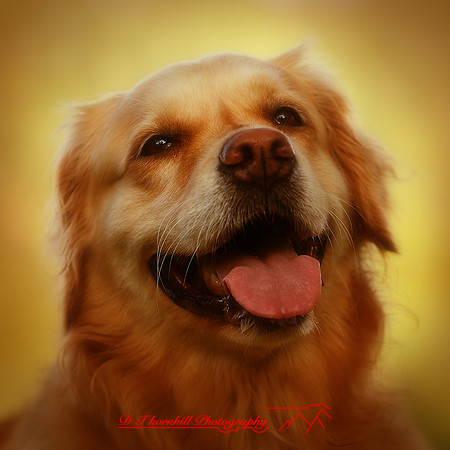 bird-puppys-and-people-2013-03-nas