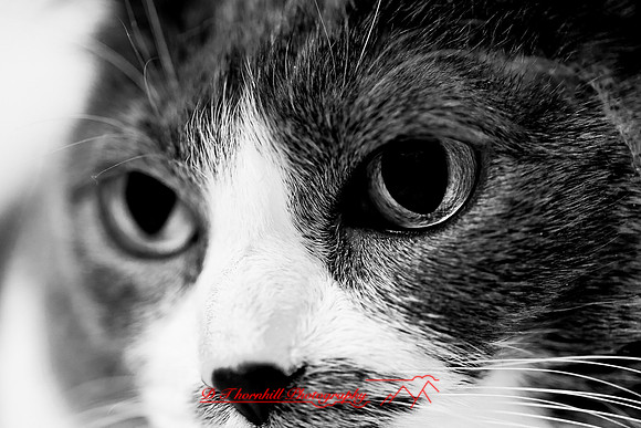 bastet-2011-08-nik