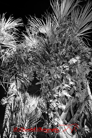 florida-infrared-nature-2011-02-nik