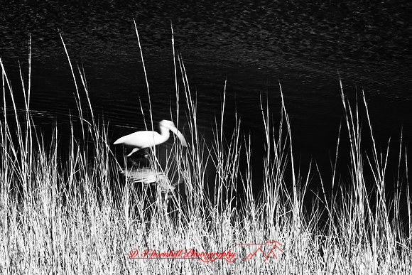 florida-infrared-nature-2011-21-nik