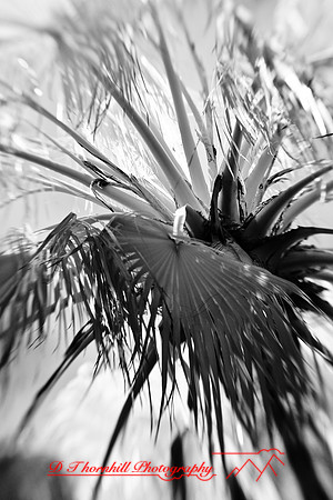 florida-2009-nature-infrared_25.jpg
