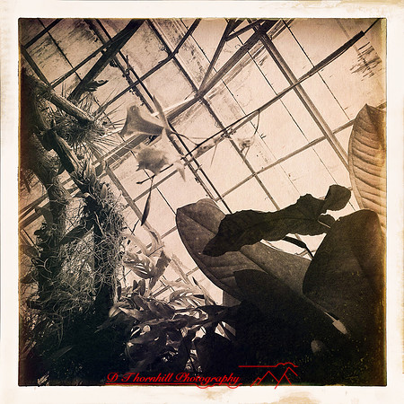 florida-2014-iphone-flowers-016
