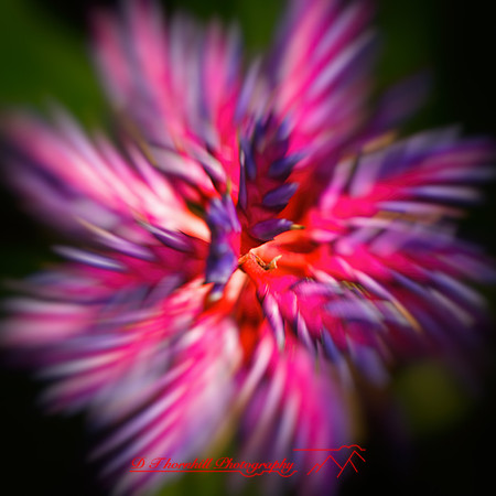florida-nov-2014-flowers-005-nas