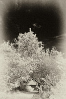 florida-2008-nature-infrared_17-nik.jpg
