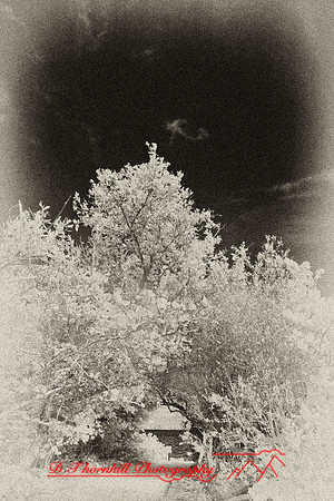 florida-2008-nature-infrared_17-nik.jpg