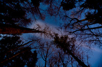 assorted_images-2007_112