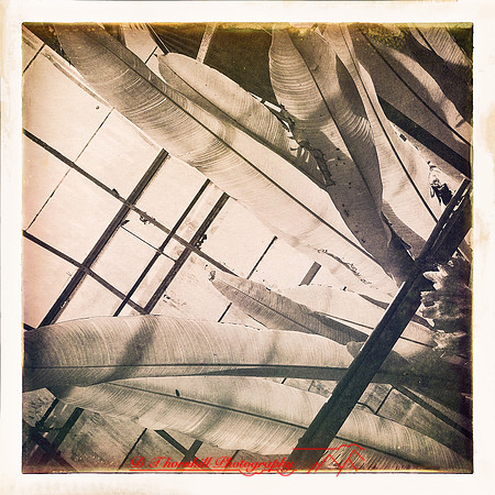 florida-2014-iphone-flowers-010