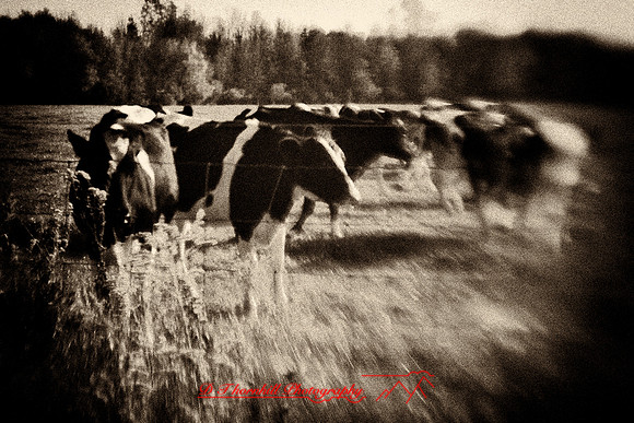 assorted-images-2010_83-nik
