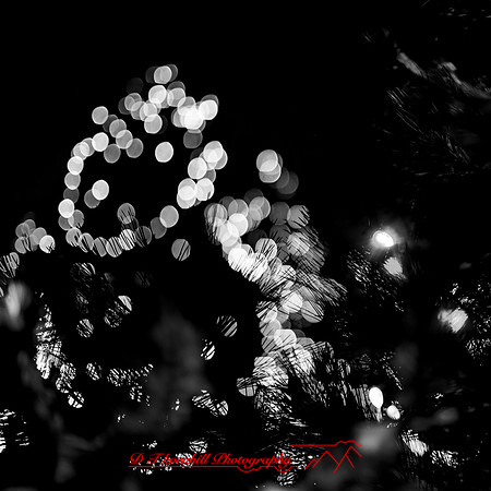 saginaw-christmas-2017-017