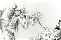 florida-2008-nature-infrared_12-nik.jpg