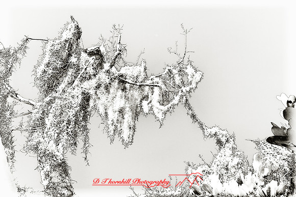 florida-2008-nature-infrared_12-nik.jpg