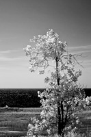 tawas-state-park-infrared-2008_017