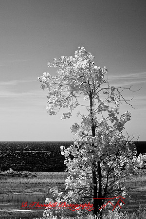 tawas-state-park-infrared-2008_017