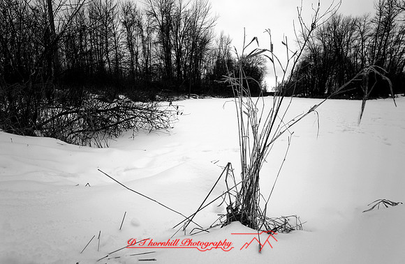 shiawassee-january-2007_002