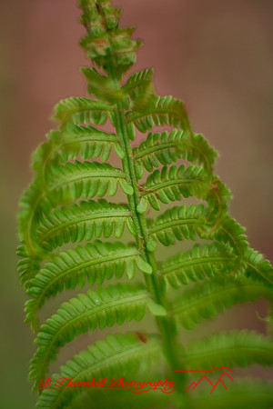 shiawasse_may-2008_06.jpg