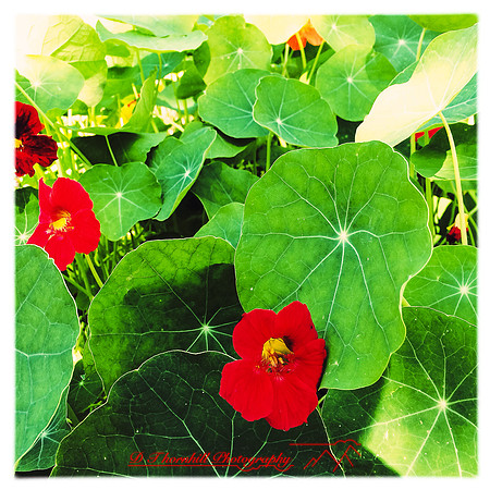florida-2014-iphone-flowers-048