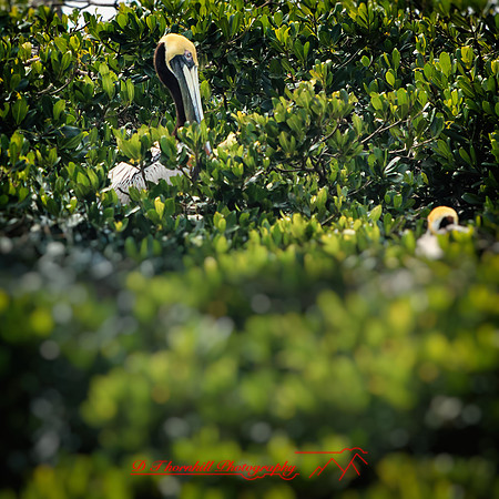 florida-2014-birds-005-nas