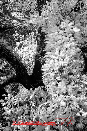 florida-2008-nature-infrared_51.jpg