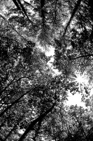 assorted_images-2007-11