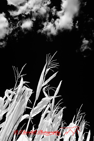 infrared-galesburg_il-2011-44