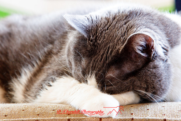 bastet_066