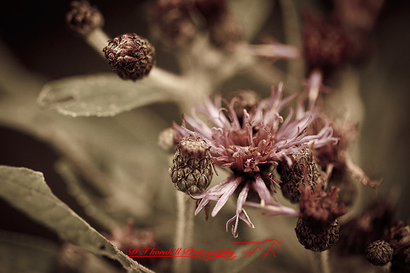 shiawassee-aug-2012-17