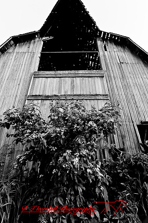 assorted_images-2007-24